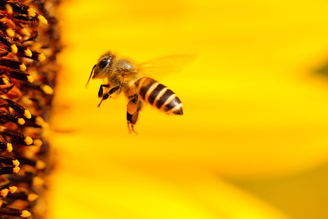 Nag Insect France’s UBEES Raises €8M to Make Pollination a Measurable, Scalable ...