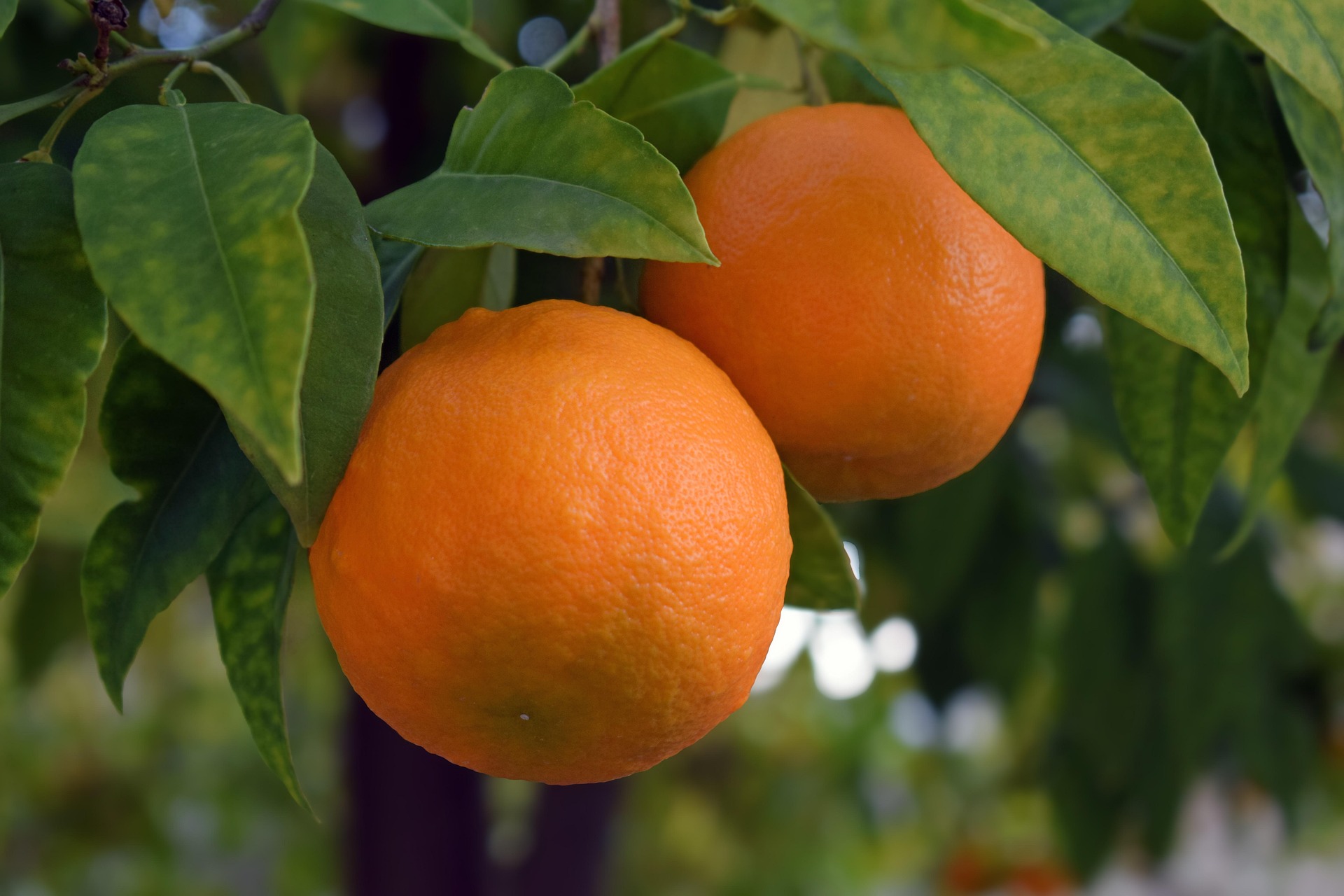 Egypt Approves its First PE Agriculture Investment Fund - Agriculture ...