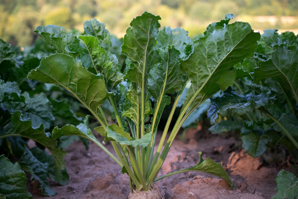 Pollen Street Capital Provides €120M Facility to InSoil to Advance Regenerative Ag in Europe