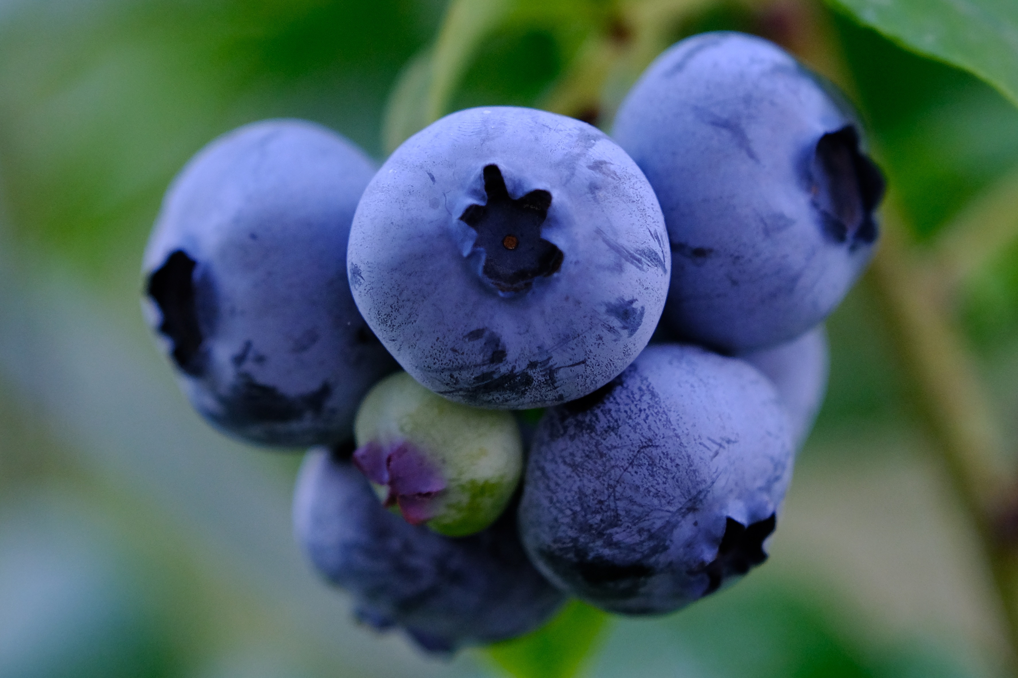 Alpine Fresh Raspberries Alpine Fresh Announces Investment, Merger with abbGrowers B.V ...