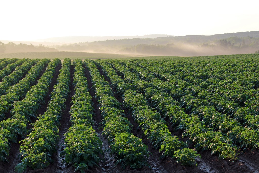 Ontario Teachers’ Fully Acquires Mitolo Family Farms