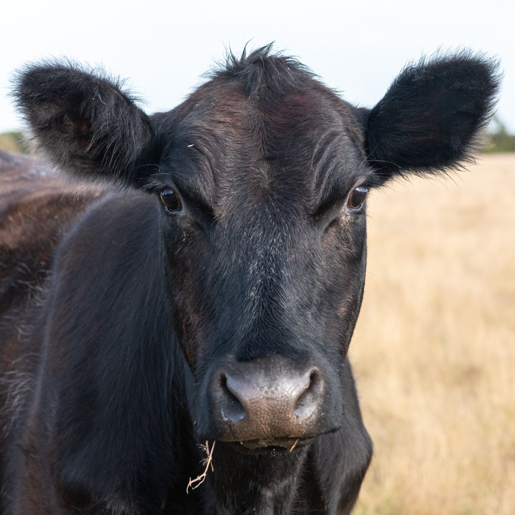 Rural Funds Group Divests Four Cattle Properties at 22.7 Pct. Premium to Book Value