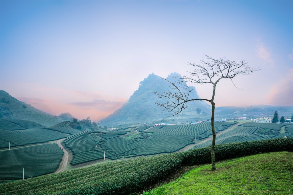 Livelihoods, Along with a Consortium of Partners, Launches €150 Livelihoods Carbon Fund 4