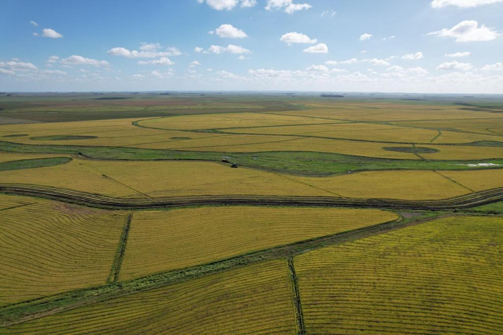 Uruguay Farmland: Why Global Capital Is Moving In