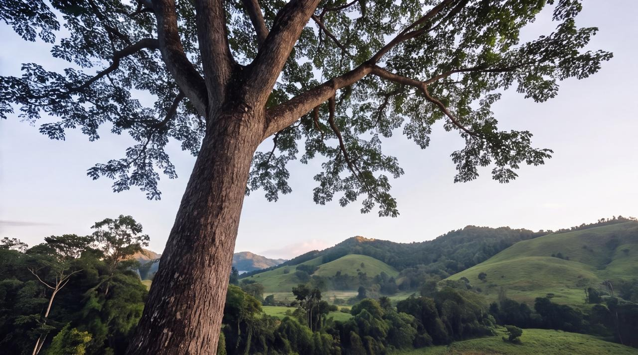 Forests VC Launches an SVP Natural Capital Investment Platform with Acquisition of Costa Rican Ag and Forestry Estate