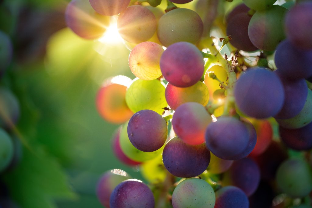 Northlight Wine Collective Anchors Investment Platform With First Vineyard Acquisition