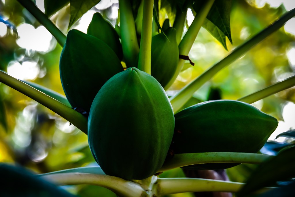 AgDevCo Ventures Announces a First Close at $49M