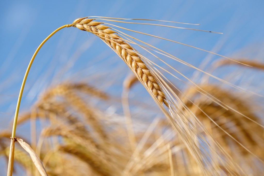 Agreena Secures Record-Breaking 4.45M Ton Carbon Agreement Targeting 1.6M Hectares of Kazakh Farmland