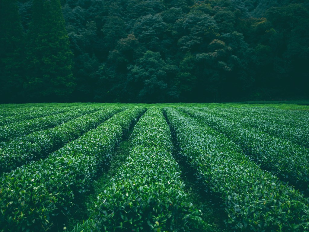 Vale Matcha Launches Vale Farms, Plans to Plant 1M Tea Plants in U.S. Pacific NW
